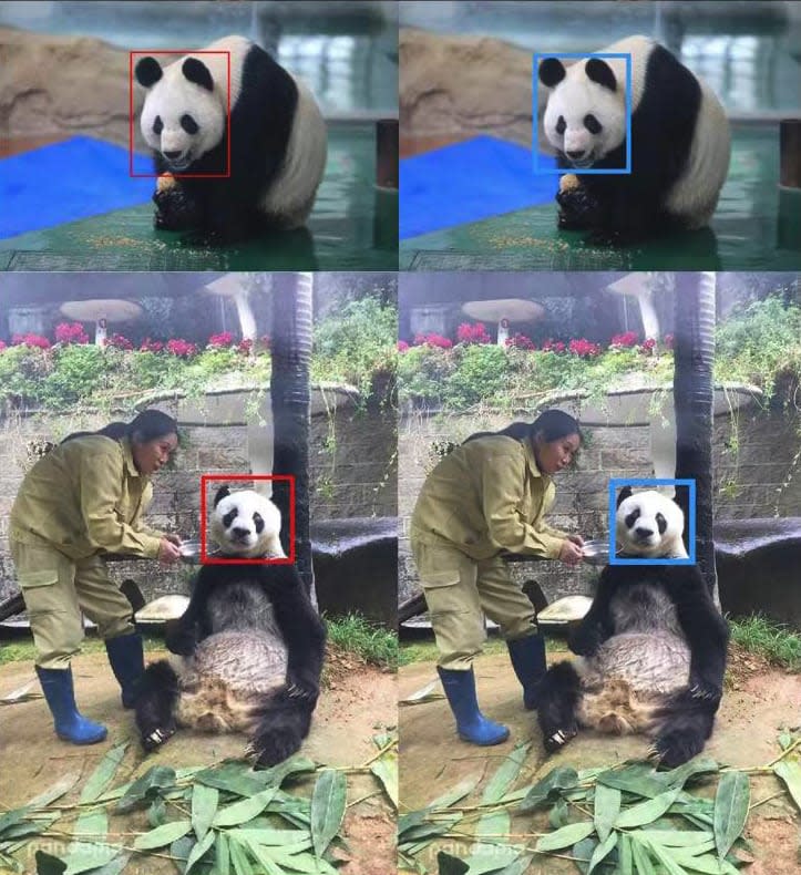 Facial recognition samples from the Chengdu Research Base of Giant Panda Breeding in China. (Chen Peng / Chengdu Research Base of Giant Panda Breeding)
