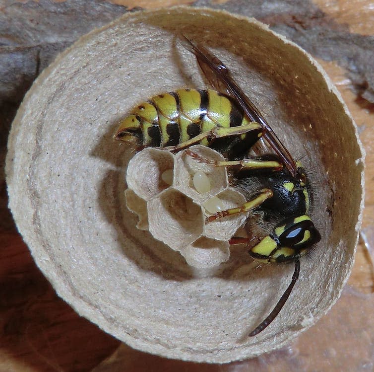 <span class="caption">Vespula vulgaris - common yellowjacket wasp. Spring queens build a nest alone. CC BY SA Frank Hornig.</span>