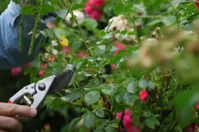 Alan Titchmarsh cutting roses