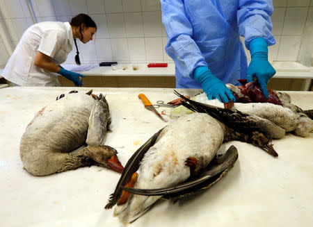 FILE PHOTO: A laboratory worker carries out an autopsy on dead wild geese, looking for evidence of the bird flu virus, in the laboratory of the Hungarian national food safety authority in Budapest, Hungary, January 24, 2017. REUTERS/Laszlo Balogh/File Photo