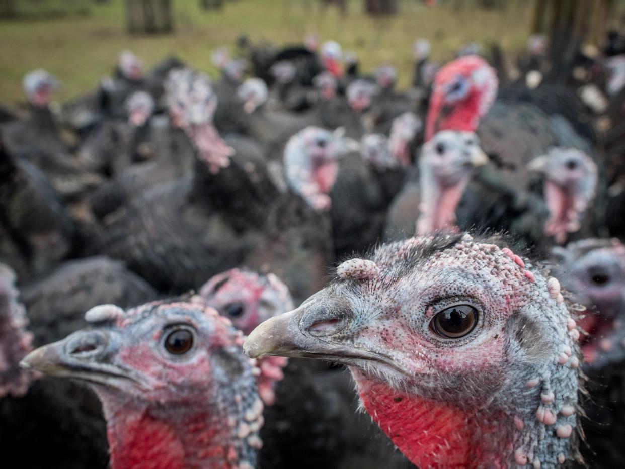 Free-range turkeys and other birds will soon have to be kept indoors (Getty Images)