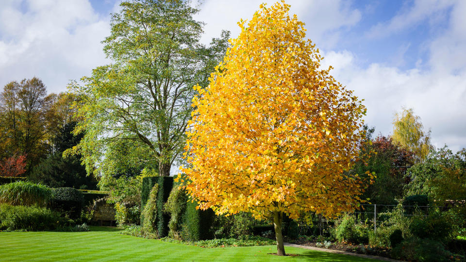 Trees to bring superfast impact in your yard
