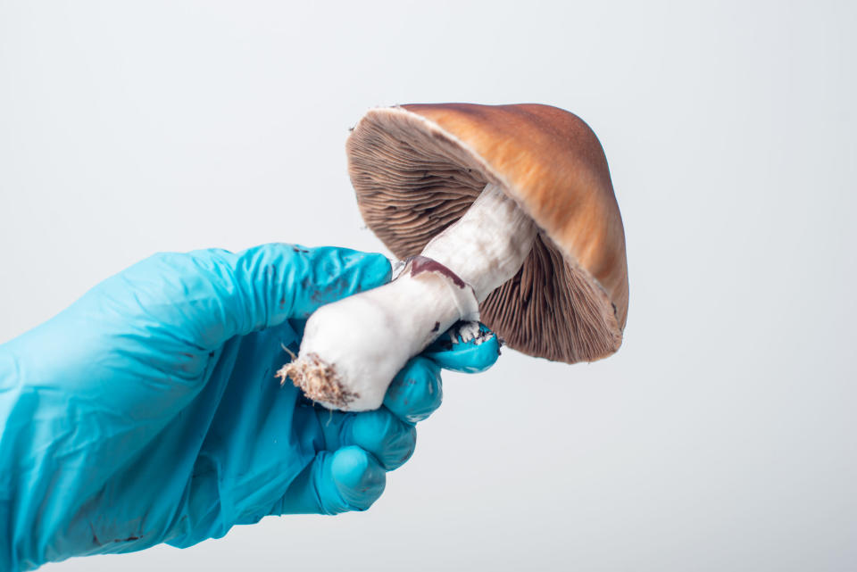 Lab tech holding a psilocybin mushroom