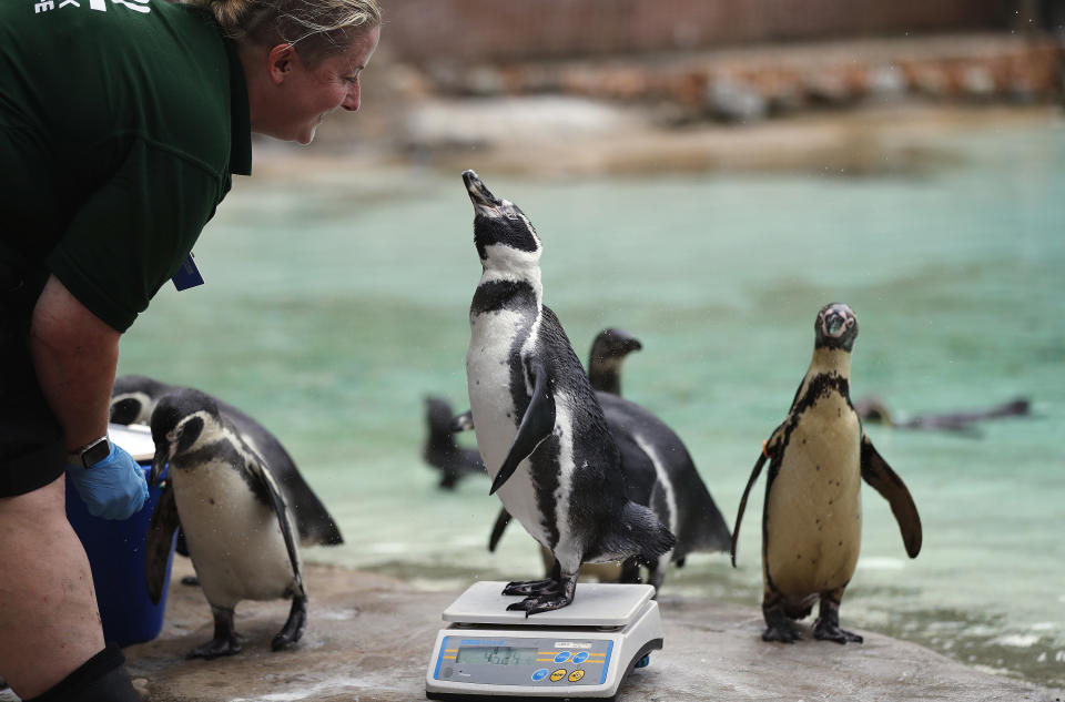 <p>A penguin is watched by a zoo keeper as it stands on a weighing scale for the Zooâs annual weigh in, in London, Thursday, Aug. 23, 2018. Home to more than 19,000 animals in their care, 800 different species, zookeepers regularly record the heights and weights of all the creatures at ZSL London Zoo as a key way of monitoring the residentsâ overall wellbeing. (AP Photo/Frank Augstein) </p>