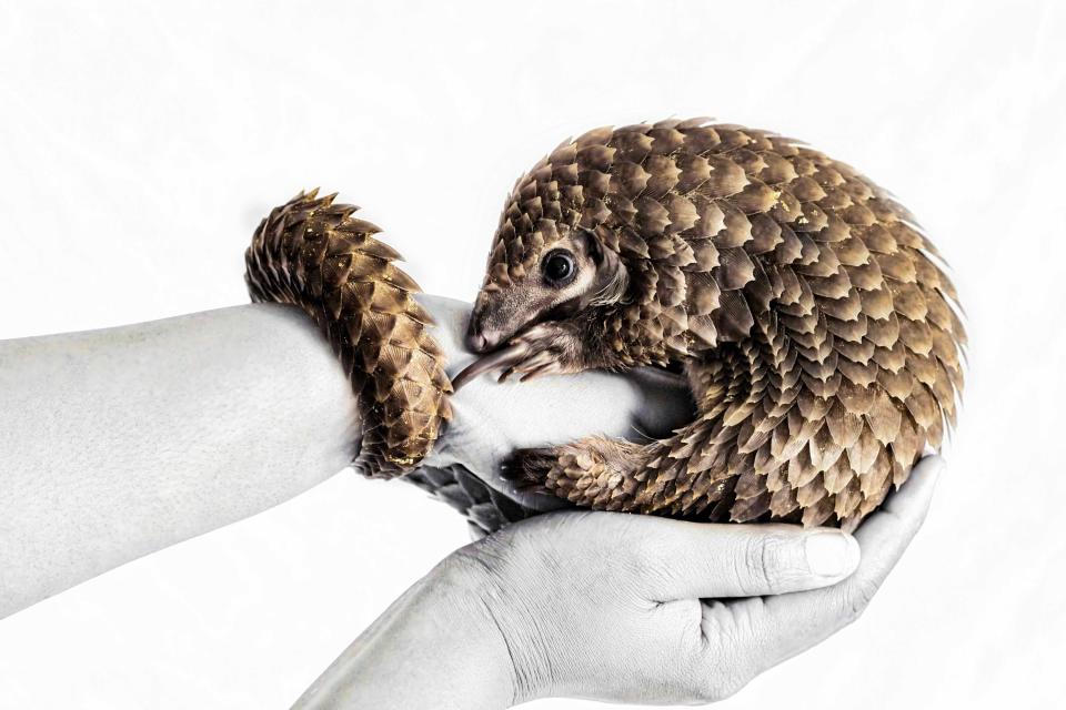 "White-Bellied Pangolin," by Prelena Soma Owen. This image, taken at the St. Mark's Animal Shelter in Lagos, Nigeria, was the winner in the Creative Digital category.