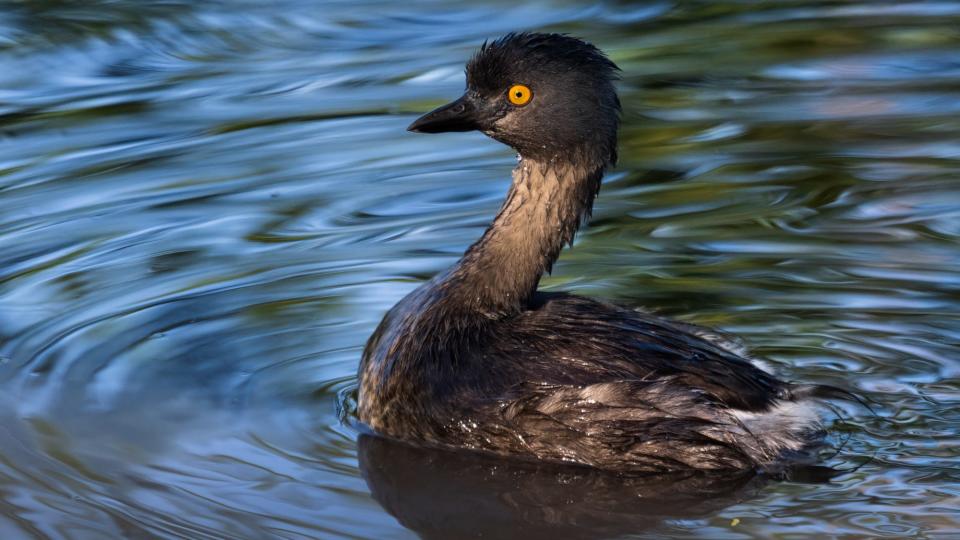 Grebe