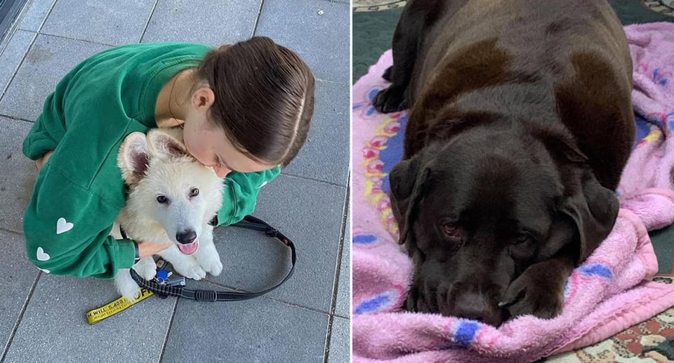 Girl hugging white puppy on lead, black labrador looking sad