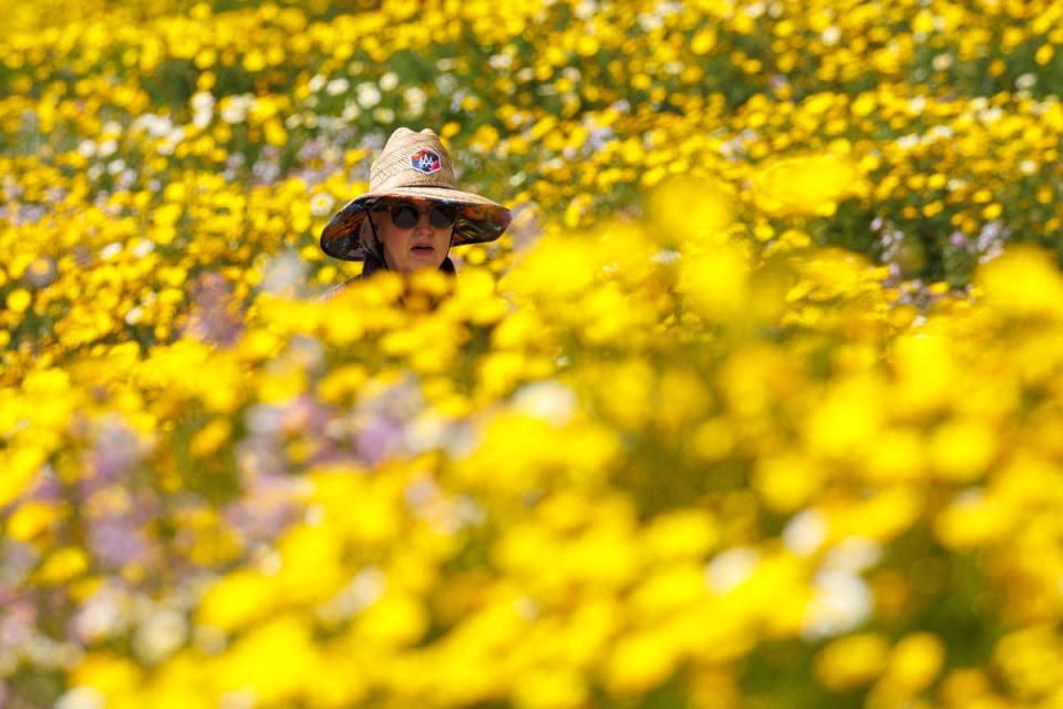 A woman walks along the Coastal Rail Trail surrounded by wildflowers following spring rains, in Encinitas, California on Thursday (REUTERS)