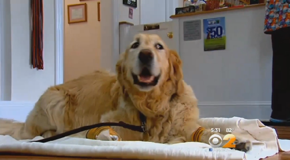 Hero guide dog jumps in front of bus to save owner