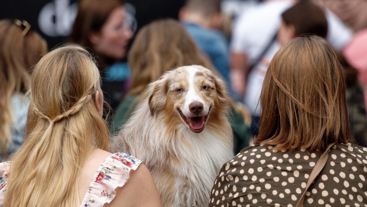 Für vierbeinige Internet-Stars gibt es den German Petfluencer Award.