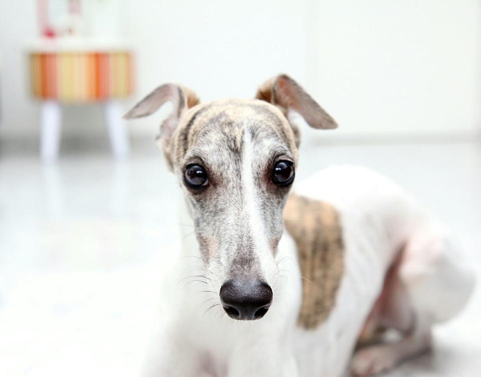 Whippet