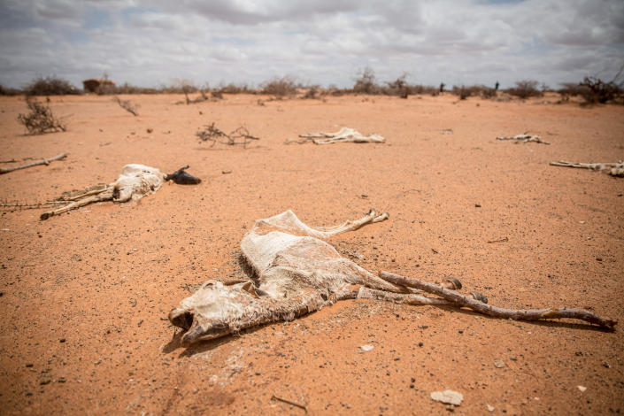 The emaciated bodies of five goats lie in the parched sand with some sparse vegetation in the distance.