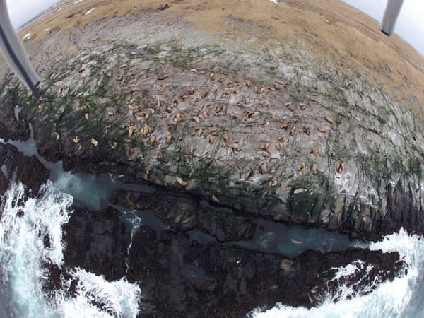 A shot take of a group of Steller sea lions from one of the unmanned planes.