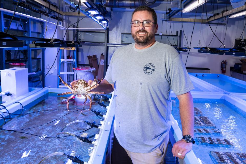 Jason Spadaro, a postdoctoral scientist at Mote Marine Laboratory & Aquarium’s Elizabeth Moore International Center for Coral Reef Research & Restoration, holds Big Red, a Caribbean king crab. Big Red is part of a project that could see his offspring play a key part in the restoration of the Florida Reef Tract, by controlling algae so coral can thrive