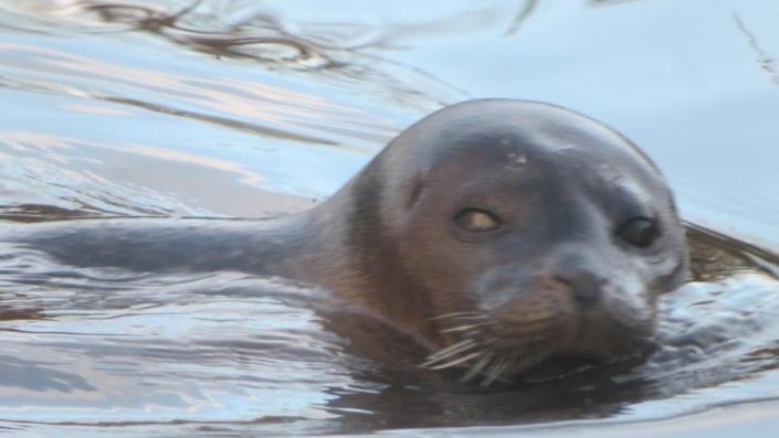 Foca nadando en el lago de pesca