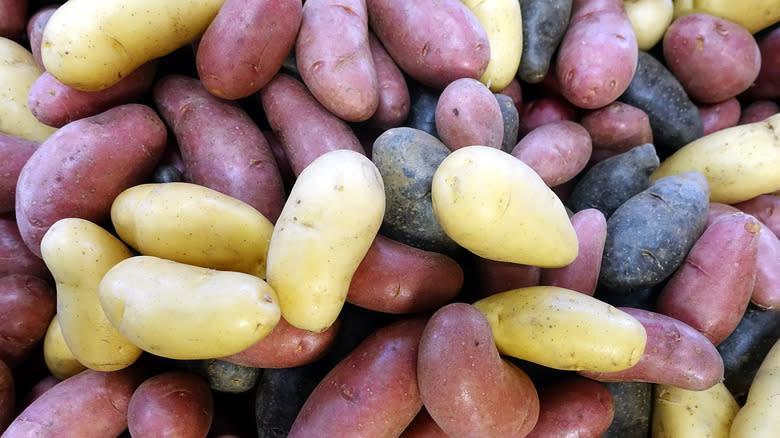 multi-colored fingerling potatoes