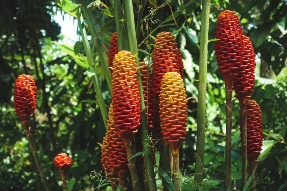 unique red and orange plant in Costa Rica