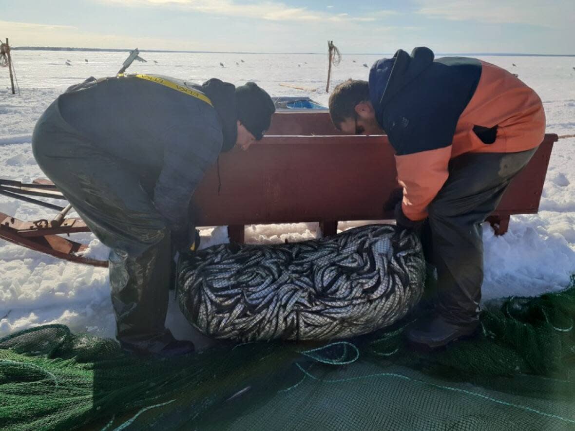 Fishing for smelt requires braving the cold and the ice on Miramichi Bay each winter. Here fishermen pull hundreds of pounds of smelt in a single net.   (Submitted by Lynn Gregan - image credit)