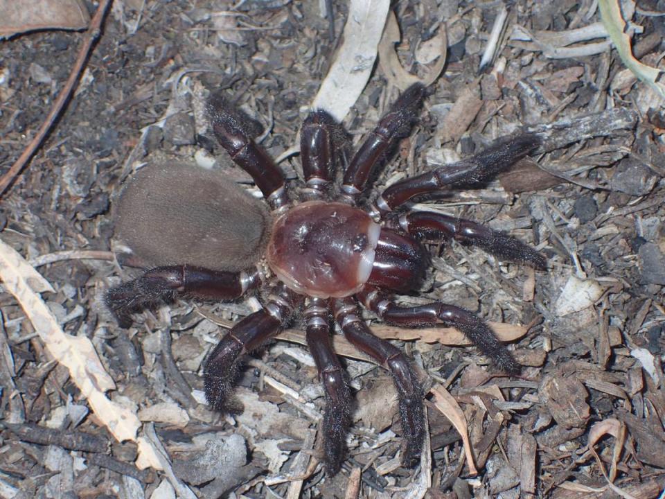 A female Euoplos dignitas trapdoor spider.