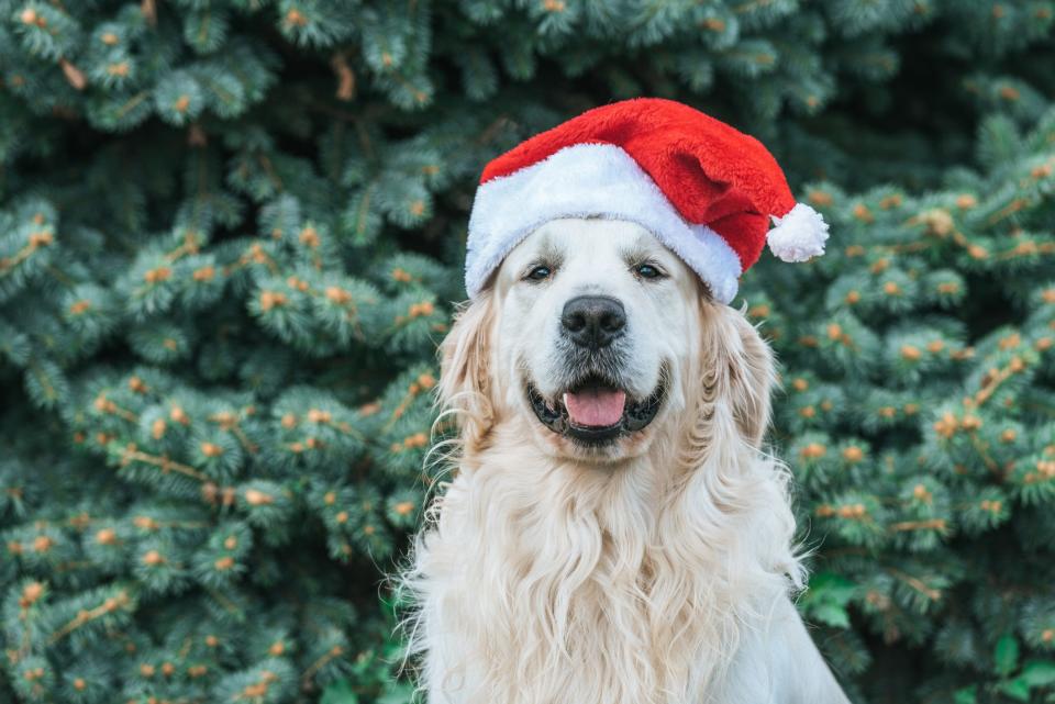 Get your pet's photo taken with Tropical Santa at Pet Supermarket on Merritt Island on Saturday and Sunday, Dec. 9 and 10.