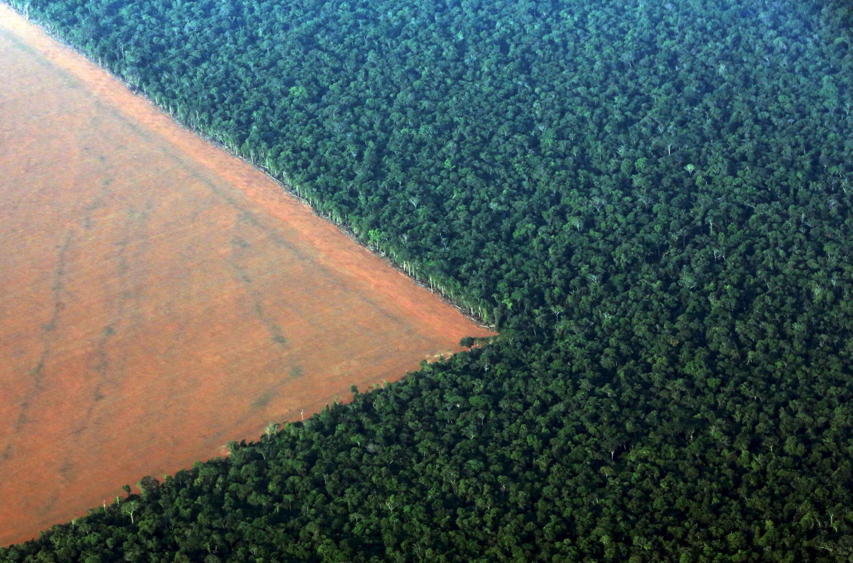 The Amazon rain forest