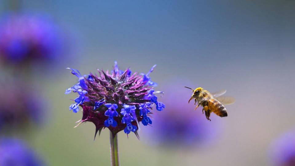 <p><strong>Honey Bee<br><br></strong>Nebraska is another state that has recognized the importance of the honey bee to agriculture. </p>