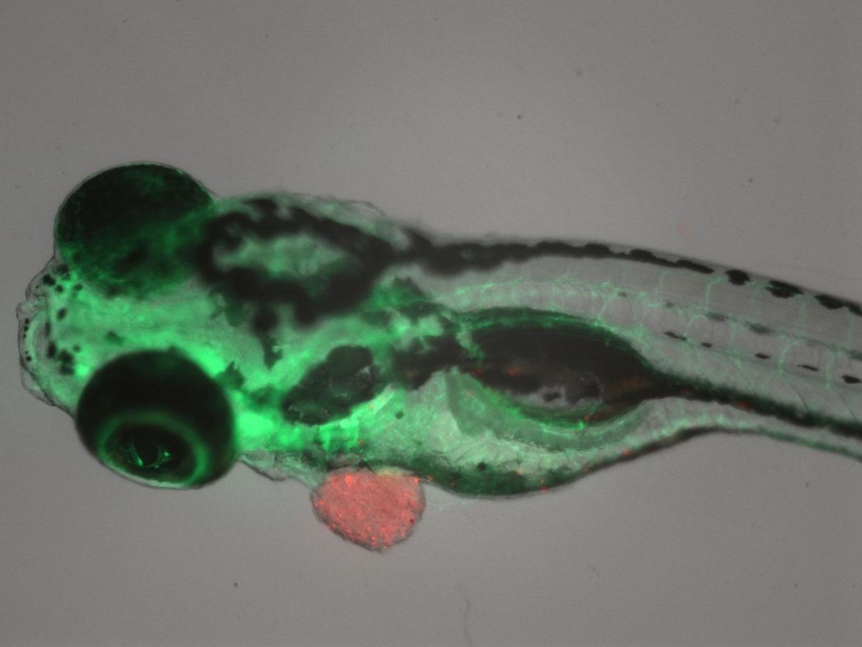 A zebrafish with a tumor from a cancer patient (in red): Rita Fior/CCU