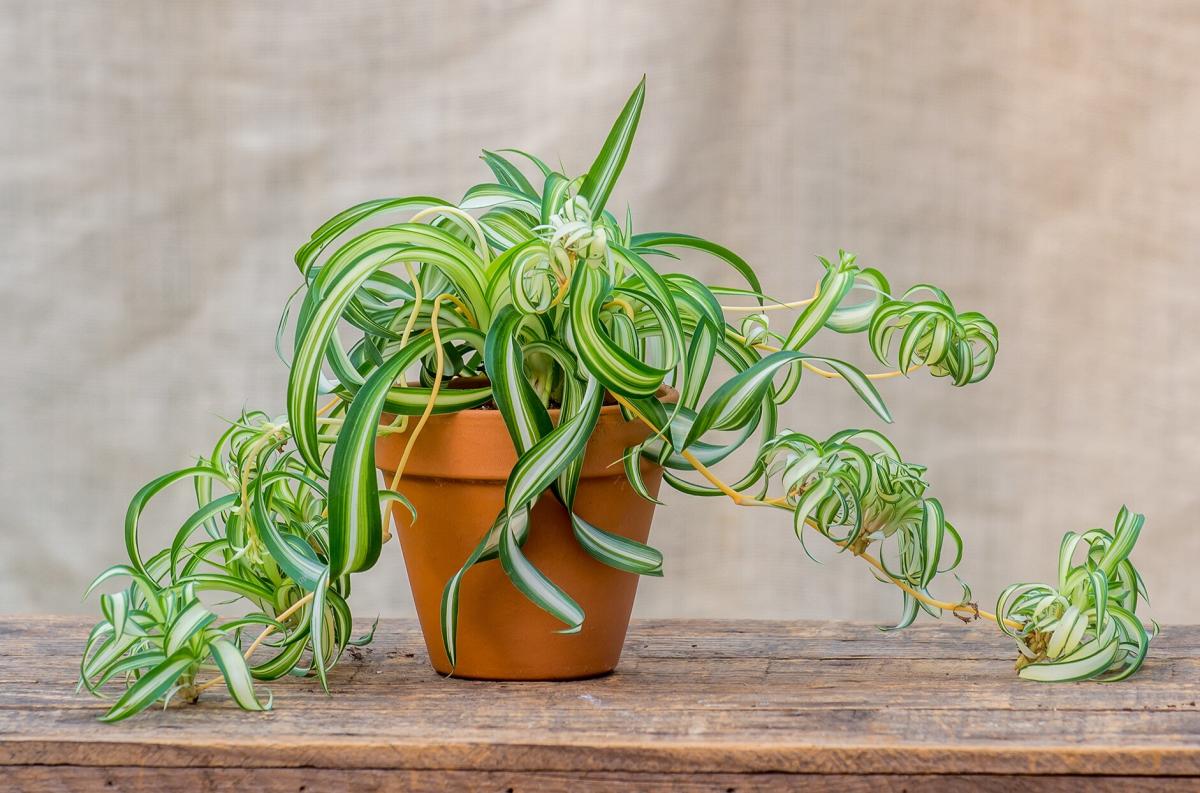  Spider Plant Indoor