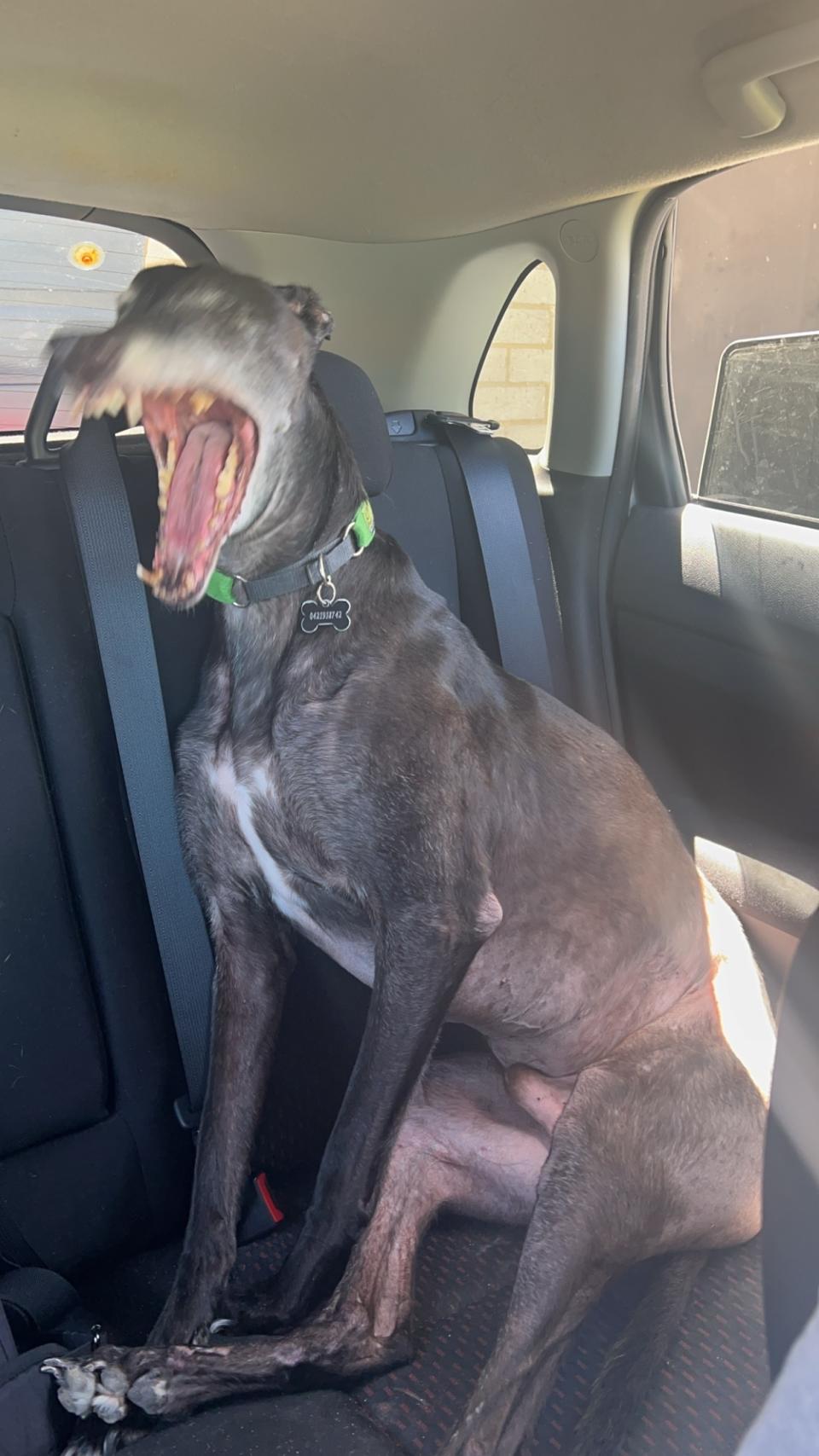 Dog sitting on a car seat mouth wide open in a yawn