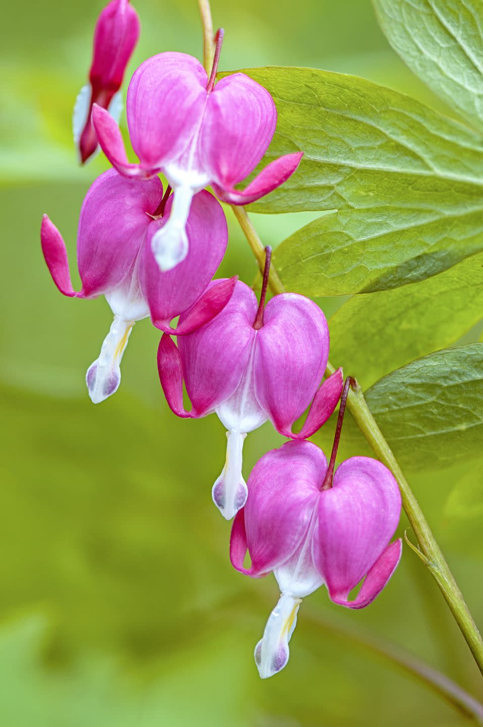 flower meanings, bleeding hearts