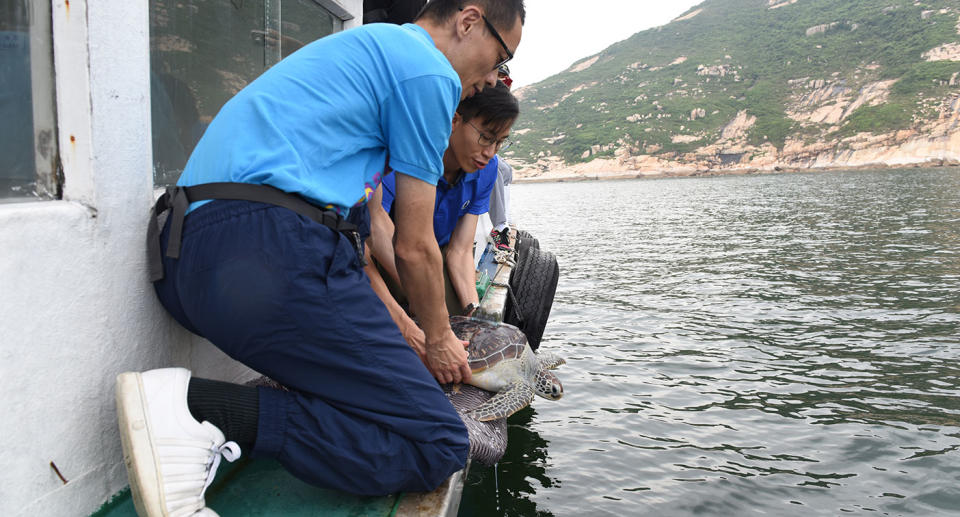 Members of Ocean Park’s Aquariums team releasing a rehabilitated sea turtle off the coast of Hong Kong. (Photo: Ocean Park)