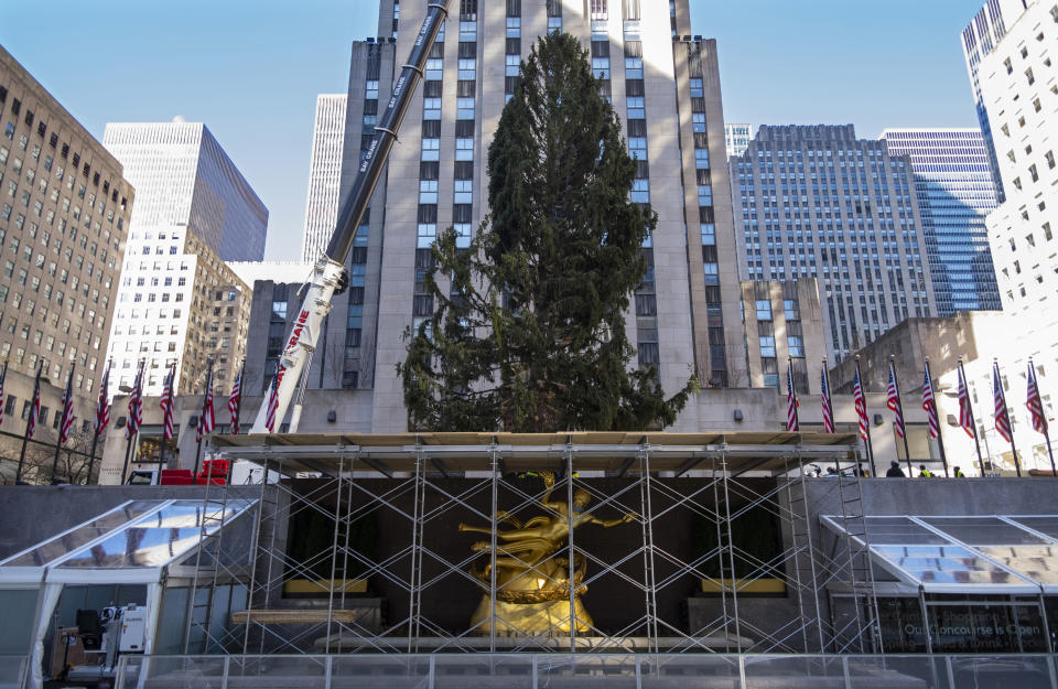 FILE - In this Saturday, Nov. 14, 2020, file photo, the 2020 Rockefeller Center Christmas tree, a 75-foot tall Norway spruce that was acquired in Oneonta, N.Y., is secured on a platform at Rockefeller Center, in New York. The tree lighting ceremony, scheduled for Wednesday, Dec. 2, be a mask-mandated, time-limited, socially distanced locale due to the coronavirus pandemic. (AP Photo/Craig Ruttle, File)