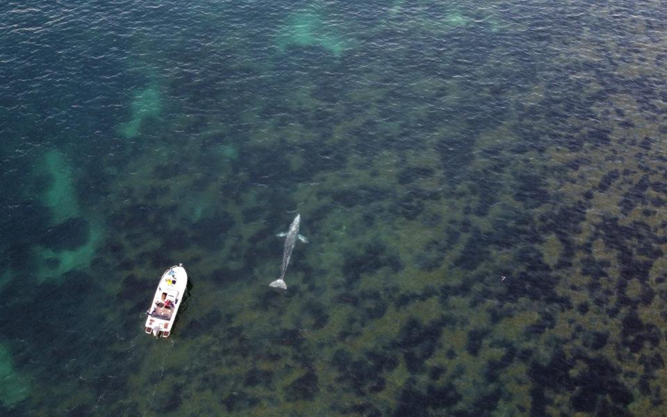 The whale swimming off the French Mediterranean coast