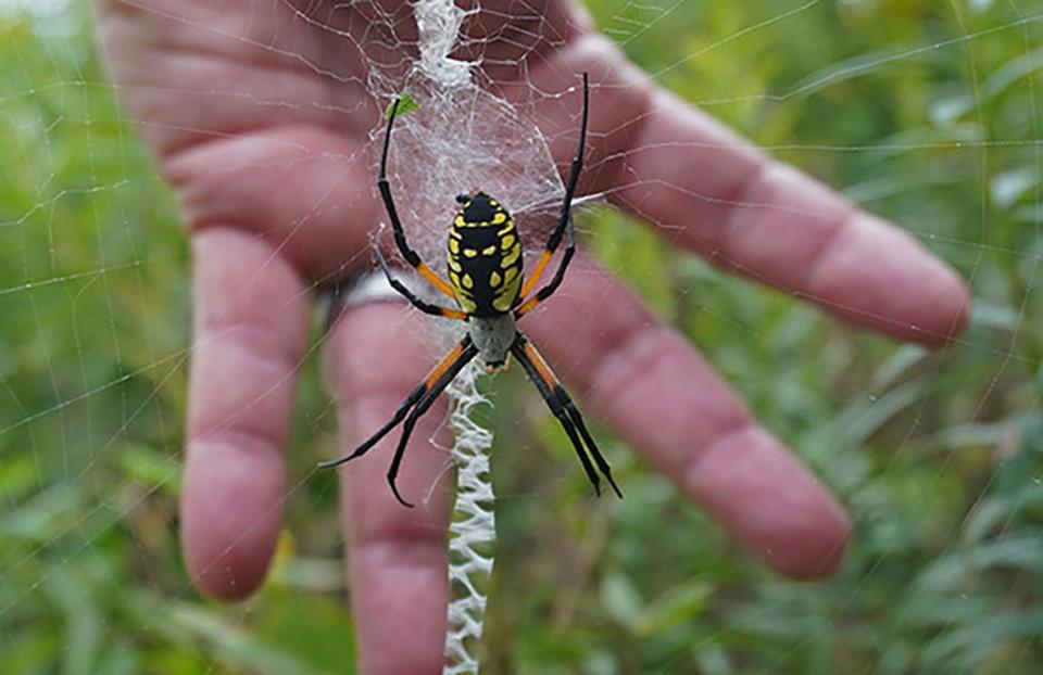 Orb Weaver Spider: Read more at https://bygl.osu.edu/node/1686
