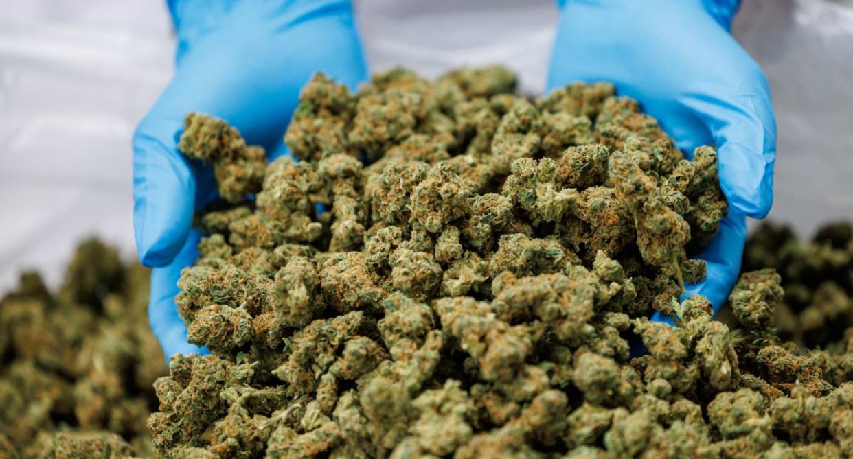 Medical cannabis. (Getty Images)