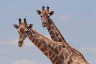 <p>A pair of giraffes peak up from behind the trees along the main road in the Dolomite section of Etosha National Park. (Photo: Gordon Donovan/Yahoo News) </p>