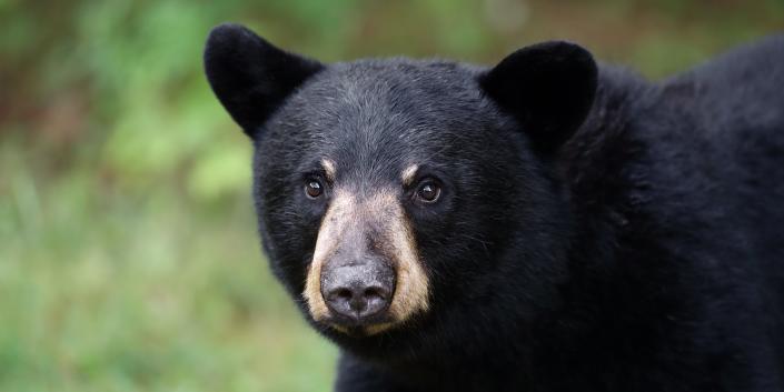 Closeup of a young Black Bear in Ontario, Canada