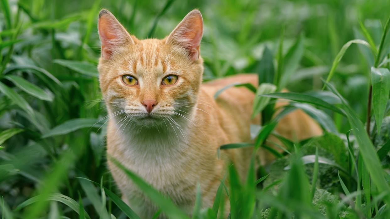  Orange tabby cat in the grass. 