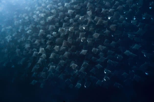 <p>La danse de milliers de mobulas dans la baie de Magdalena, en Basse Californie.</p>