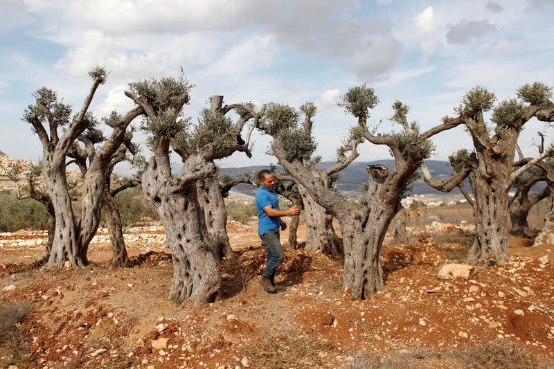 Palestinian man prepares to cut olive wood to be carved into Christmas Nativity scenes and wooden figurines of the Holy Family, near Ramallah in the Israeli-occupied West Bank