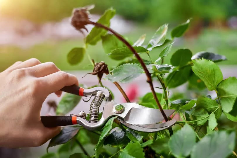 Girl pruning rose bushes with secateurs