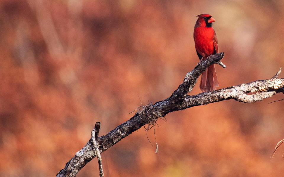 A cardinal perches on a branch at Corkscrew Swamp Sanctuary on Friday, March 8, 2024. It is seen in front of an area that saw a recent prescribed burn.