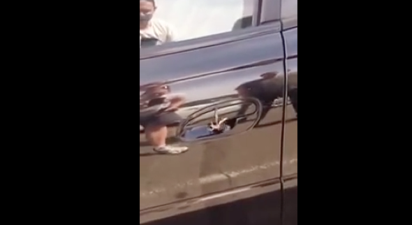 Huge hairy spider found hiding under man's car door handle (video)