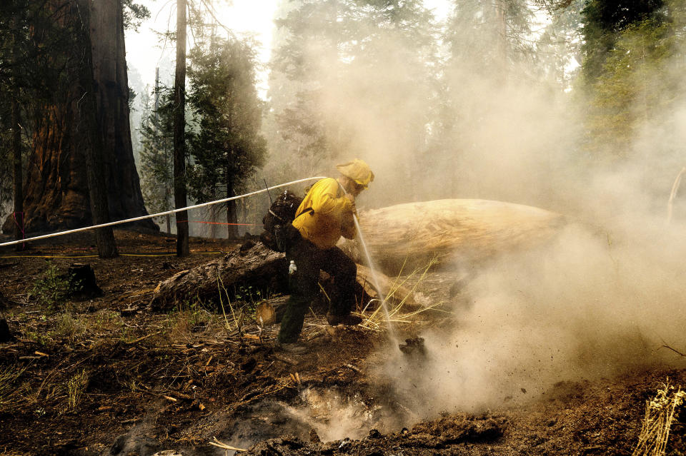Firefighter Sal Valencia hoses down a hot spot in the Trail of 100 Giants grove of Sequoia National Forest, Calif., on Monday, Sept. 20, 2021. (AP Photo/Noah Berger)