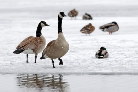 FILE PHOTO: A pair of Canadian geese walk near sleeping mallard ducks and open water on Lake Harriet in Minneapolis