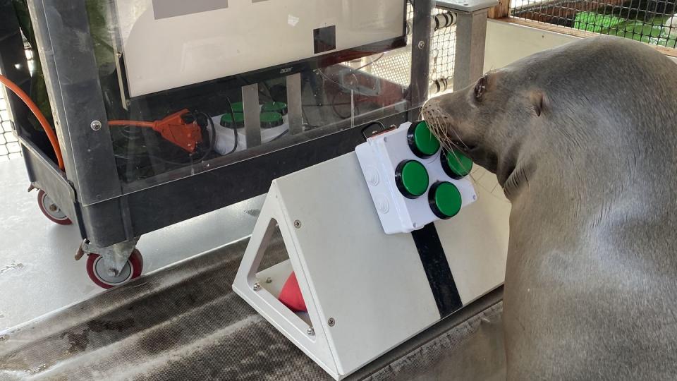 A California sea lion uses his snout to play a game in 2023 that Navy scientists created as part of their research on cognitive enrichment for marine mammals. (Navy)