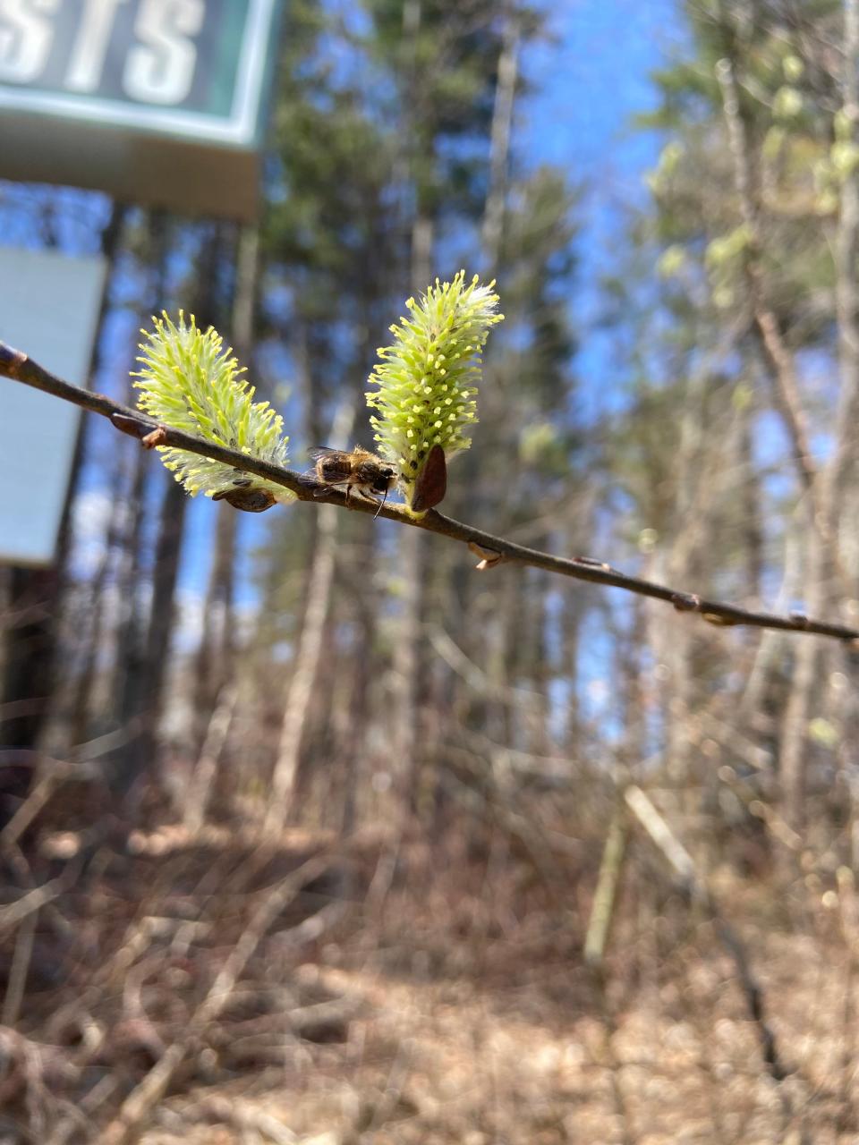 A horn-faced mason bee alights on a pussy willow flower. Pussy willow is one of the first flowers available in this region for insects emerging from winter hibernation.