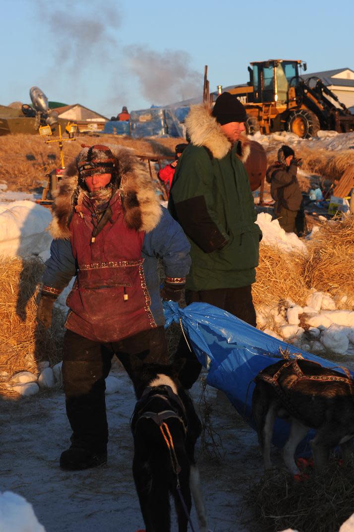 Mushers come into the Unalakleet checkpoint and care for their dogs during the 2014 Iditarod Trail Sled Dog Race on Sunday, March 9, 2014. (AP Photo/The Anchorage Daily News, Bob Hallinen)