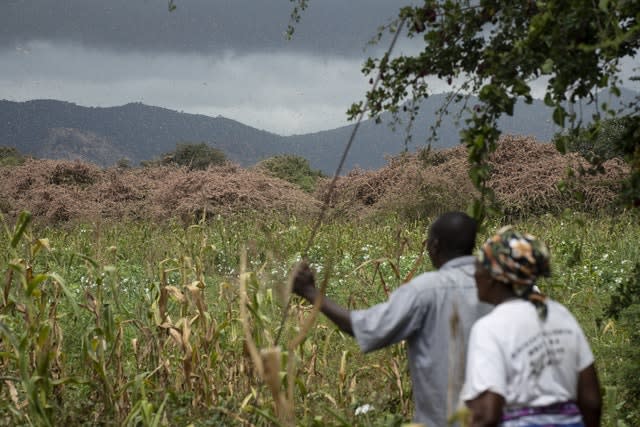 Kenya Africa Locust Outbreak