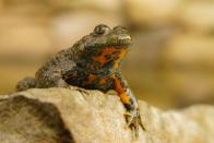 Das natürliche Habitat der Gelbbauchunke wird ebenfalls seltener. Für Amphibien typisch ist sie in weiten, feuchten Wiesen sowie Tümpeln und Teichen zu Hause. Warum der Frosch in dieser Galerie auftaucht? Er sondert ein flüchtiges Toxin über die Haut ab. (Bild: iStock / SzymonBartosz)